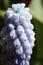 Grape hyacinth