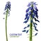 Grape-Hyacinth