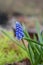 Grape Hyacinth Big Smile