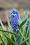 Grape Hyacinth Big Smile