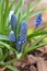 Grape Hyacinth Big Smile