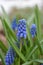 Grape Hyacinth Big Smile