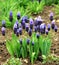 Grape hyacinth blue and pink