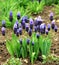 Grape hyacinth blue and pink