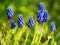 Grape hyacinth blue-purplish bloom in spring sunlight. Bokeh