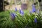 Grape Hyacinth blue spring English flower