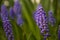 Grape Hyacinth Closeup Purple Bloom