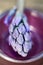 Grape Hyacinth Flower (Hyacinthus), close-up