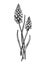 Grape hyacinth flower illustration, drawing, engraving, line art