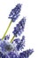 Grape Hyacinth Flower, (Muscari), close-up