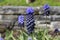 Grape Hyacinth flower - Muscari Latifolium