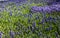 Grape hyacinth flowers in garden with the sunlight