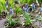 Grape hyacinth Gardening in spring