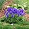 Grape hyacinth and moss