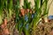 Grape hyacinth with Moss and Pottery shards