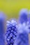 Grape Hyacinth - Muscari armeniacum