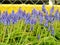 Grape hyacinth Muscari armeniacum flowering in early spring. Macro of blue Muscari flower meadow with yellow curb and chain link f