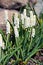 Grape hyacinth (Muscari) flowers