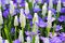 Grape hyacinth - muscari flowers closeup