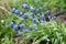 Grape, hyacinth muscari. Green nature grass background. Springtime