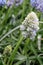 Grape hyacinth Muscari Nature’s Beauty, budding light blue flowers