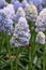 Grape hyacinth Muscari Nature’s Beauty, light blue flowers