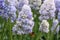 Grape hyacinth Muscari Nature’s Beauty, light blue flowers with bumblebee