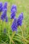 Grape hyacinth (Viper bow) flowers