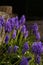 Grape hyacinth in the wooden storage, vertical