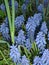 Grape Hyacinths