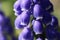 Grape Hyacinths Closeup Photo