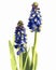 Grape Hyacinths flowers on white background generative AI