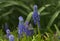 Grape Hyacinths Purple Blooms Fresh Spring Garden