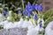 Grape hyacinths in the spring surrounded by snow