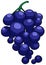 Grape illustration