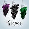 Grape label template. The bunches of black, green and purple grapes on white background. Vector illustration.