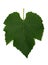 Grape Leaf