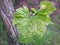 Grape leaf with blooming bunch