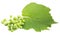 Grape leaf, green grape leaf on white background, green grapes, greens, white background