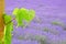 Grape leaf in lavender field