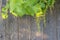 Grape leaf wood background top view