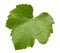 Grape leave isolated on the white background