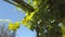 Grape leaves against blue sky