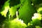 Grape leaves background