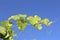 Grape leaves bathing in the sun with blue sky- travel to European wine country!