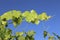 Grape leaves bathing in the sun on a vine front cover- travel to European wine country!