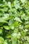 Grape leaves closeup shot.Garden backdrop.