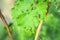 Grape leaves disease infected vineyard grape plant disease