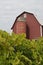 Grape leaves in front of an old dairy barn,