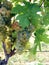 Grape and leaves of grapevine variety kreaca